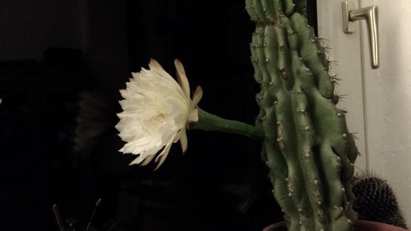 Königin der Nacht Vorschaubild